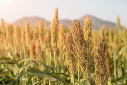 sorghum-field