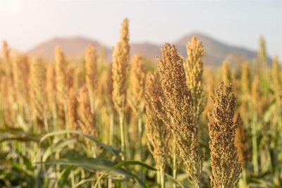 sorghum-field