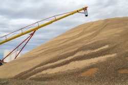 a large pile of sorghum grain in western Kansas in early Novembe