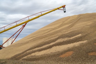a large pile of sorghum grain in western Kansas in early Novembe