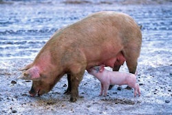 sow-nursing-piglet