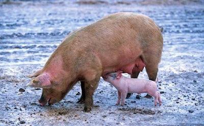 sow-nursing-piglet