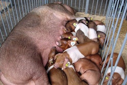 sow-nursing-piglets