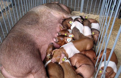 sow-nursing-piglets