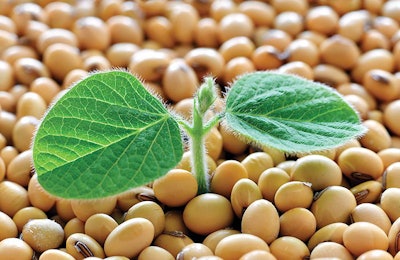 soy-plant-germinating-from-soy-seeds