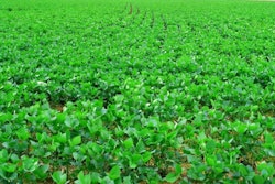 soybean-field