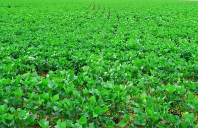 soybean-field