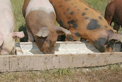 soybean-meal-young-animal-diets-1510