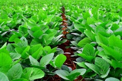 soybean-plant-in-field