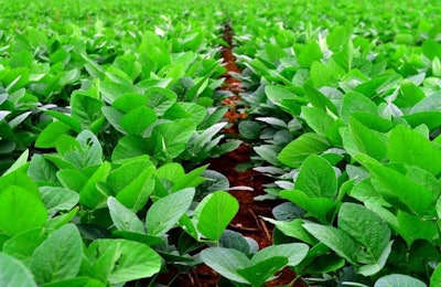soybean-plant-in-field