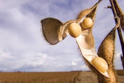 soybean-pod-soybean-field-1603