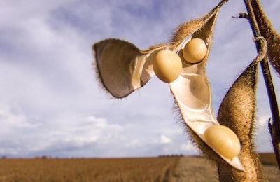 soybean-pod-soybean-field-1603