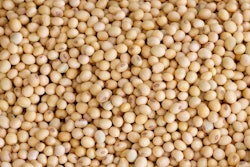 many Soybean background in the big garden
