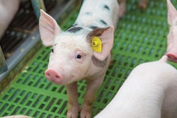 spotted-piglet-on-farm
