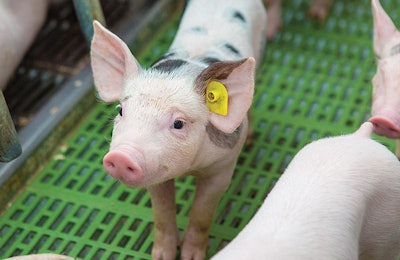 spotted-piglet-on-farm