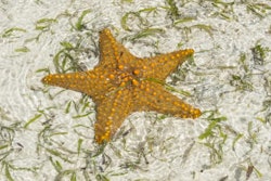 Starfish in shallow water Zanzibar Indian ocean