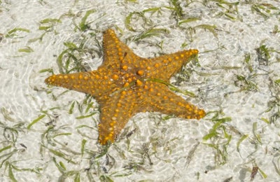 Starfish in shallow water Zanzibar Indian ocean