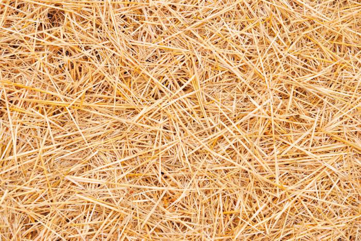 Wheat straw can help keep cows full