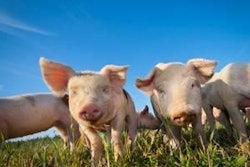 Two cute pigs on a pigfarm outdoors