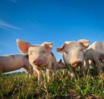 Two cute pigs on a pigfarm outdoors