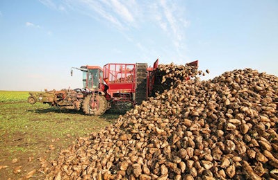 sugar-beet-harvest-1609