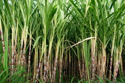 sugar cane fields, culture tropical and planetary stake on bioca
