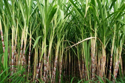 sugar cane fields, culture tropical and planetary stake on bioca