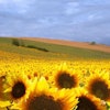 sunflower-field