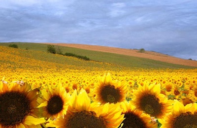 sunflower-field