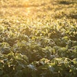 sustainable-global-soybean-production
