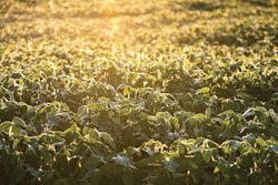 sustainable-global-soybean-production