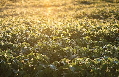 sustainable-global-soybean-production
