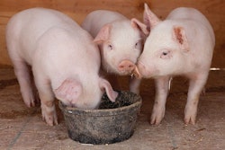 three-piglets-eating
