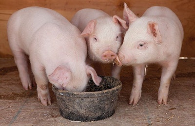 three-piglets-eating