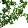 thyme-1000