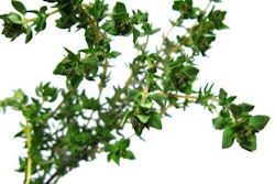 thyme-1000