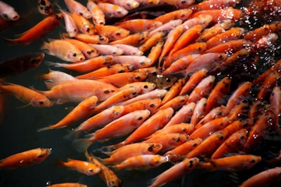 Lots of Tilapia Fish Swimming in a Fish Farm