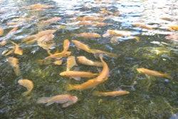 tilapia