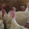 turkeys-antibiotic-free-production
