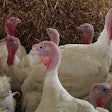 turkeys-antibiotic-free-production