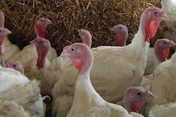 turkeys-antibiotic-free-production