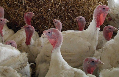 turkeys-antibiotic-free-production