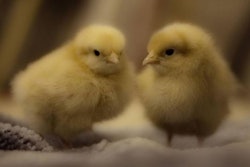 two-chicks