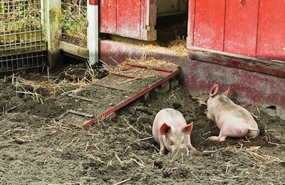 two-piglets-rooting-in-dirt