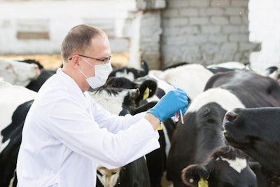 veterinarian at farm cattle