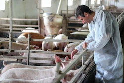 veterinarian-examining-pigs-on-farm