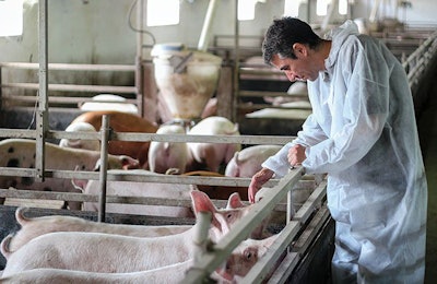veterinarian-examining-pigs-on-farm