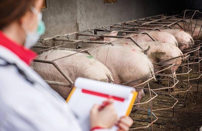 veterinarian-monitoring-pigs-1602