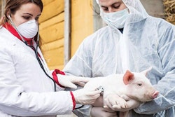 veterinarians-examining-piglet-1602