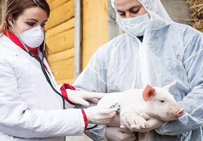 veterinarians-examining-piglet-1602